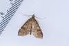 Udea prunalis, adult. Waldridge Fell, 19-07-2022. Copyright Christopher Blakey.