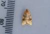 Aleimma loeflingiana, adult. Waldridge Fell, 20-07-2022. Copyright Christopher Blakey.
