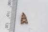 Eudonia mercurella, adult. Waldridge Fell, 20-07-2022. Copyright Christopher Blakey.