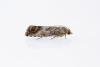 Cydia splendana, adult. Waldridge Fell, 20-07-2022. Copyright Christopher Blakey.