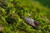 Cydia splendana, adult. Waldridge Fell, 20-07-2022. Copyright Christopher Blakey.
