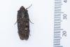 Garden Dart (Euxoa nigricans), adult. Framwellgate Moor, 25-07-2022. Copyright Christopher Blakey.
