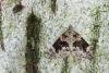 Dark Marbled Carpet (Dysstroma citrata), adult. Waldridge Fell, 03-08-2022. Copyright Christopher Blakey.