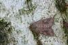 Suspected (Parastichtis suspecta), adult. Waldridge Fell, 03-08-2022. Copyright Christopher Blakey.