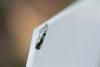 Epinotia ramella, adult. Waldridge Fell, 03-08-2022. Copyright Christopher Blakey.