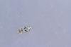 Caryocolum blandella, adult. Waldridge Fell, 03-08-2022. Copyright Christopher Blakey.
