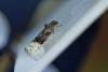 Apotomis betuletana, adult. Waldridge Fell, 03-08-2022. Copyright Christopher Blakey.