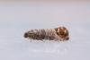 Codling Moth (Cydia pomonella), adult. Taken outside Durham (West Sussex), 16-08-2022. Copyright Christopher Blakey.