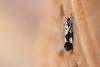 Ethmia quadrillella, adult. Taken outside Durham (West Sussex), 16-08-2022. Copyright Christopher Blakey.