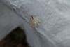 Vestal (Rhodometra sacraria), adult. Taken outside Durham (West Sussex), 19-08-2022. Copyright Christopher Blakey.