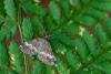 Rivulet (Perizoma affinitata), adult. Waldridge Fell, 28-08-2022. Copyright Christopher Blakey.