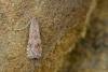 Rush Veneer (Nomophila noctuella), adult. Blackhall Rocks, 14-09-2022. Copyright Christopher Blakey.