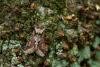 Green-brindled Crescent (Allophyes oxyacanthae), adult. Waldridge Fell, 22-09-2022. Copyright Christopher Blakey.