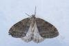 November Moth agg. (Epirrita dilutata agg.), adult. Waldridge Fell, 07-10-2022. Copyright Christopher Blakey.