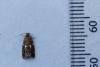 Olindia schumacherana, adult. Waldridge Fell, 07-10-2022. Copyright Christopher Blakey.