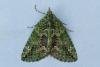 Red-Green Carpet (Chloroclysta siterata), adult. Framwellgate Moor, 22-10-2022. Copyright Christopher Blakey.