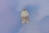 Acleris emargana, adult. Waldridge Fell, 29-10-2022. Copyright Christopher Blakey.