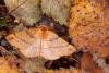 Feathered Thorn (Colotois pennaria), adult. Waldridge Fell, 29-10-2022. Copyright Christopher Blakey.