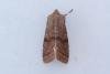 Clouded Drab (Orthosia incerta), adult. Framwellgate Moor, 21-02-2023. Copyright Christopher Blakey.