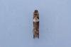 Tortricodes alternella, adult. Cater House Colliery, 21-02-2023. Copyright Christopher Blakey.