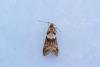 Tortricodes alternella, adult. Cater House Colliery, 21-02-2023. Copyright Christopher Blakey.