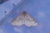 Mottled Grey (Colostygia multistrigaria), adult. Waldridge Fell, 17-03-2023. Copyright Christopher Blakey.