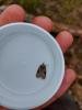 Oak Nycteoline (Nycteola revayana), adult. Low Redford Allotments, 17-04-2023. Copyright Christopher Blakey.