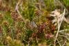 Common Heath (Ematurga atomaria), adult. Waskerley Beck, 17-04-2023. Copyright Christopher Blakey.