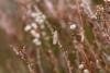 Acleris hyemana, adult. Waskerley Beck, 17-04-2023. Copyright Christopher Blakey.