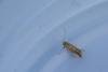 Phyllonorycter quercifoliella, adult. Cater House Colliery, 25-04-2023. Copyright Christopher Blakey.