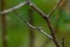 Grapholita jungiella, adult. Cater House Colliery, 06-05-2023. Copyright Christopher Blakey.