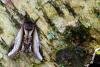 Lesser Swallow Prominent (Pheosia gnoma), adult. Waldridge Fell, 12-05-2023. Copyright Christopher Blakey.