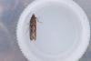 Neofaculta ericetella, adult. Low Redford Allotments, 18-05-2023. Copyright Christopher Blakey.