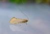 Nematopogon swammerdamella, adult. Low Redford Allotments, 18-05-2023. Copyright Christopher Blakey.