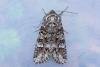 Glaucous Shears (Papestra biren), adult. Low Redford Allotments, 18-05-2023. Copyright Christopher Blakey.