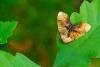 Scorched Wing (Plagodis dolabraria), adult. Waldridge Fell, 26-05-2023. Copyright Christopher Blakey.