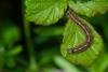 Lackey (Malacosoma neustria), larval. Taken outside Durham (West Sussex), 29-05-2023. Copyright Christopher Blakey.