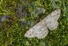 Pale Oak Beauty (Hypomecis punctinalis), adult. Taken outside Durham (Oxfordshire), 09-06-2023. Copyright Christopher Blakey.