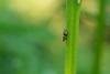 Celypha lacunana, adult. Felledge, 11-06-2023. Copyright Christopher Blakey.