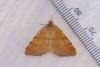 Rannoch Looper (Macaria brunneata), adult. Framwellgate Moor, 14-06-2023. Copyright Christopher Blakey.