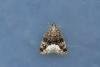 Marbled White Spot (Protodeltote pygarga), adult. Low Redford Allotments, 24-06-2023. Copyright Christopher Blakey.