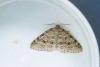 Welsh Wave (Venusia cambrica), adult. Low Redford Allotments, 24-06-2023. Copyright Christopher Blakey.