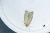 Timothy Tortrix (Zelotherses paleana), adult. Low Redford Allotments, 24-06-2023. Copyright Christopher Blakey.