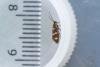 Micropterix aureatella, adult. Low Redford Allotments, 24-06-2023. Copyright Christopher Blakey.