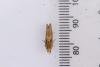Eucosma hohenwartiana, adult. Waldridge Fell, 05-07-2023. Copyright Christopher Blakey.