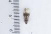 Apotomis turbidana, adult. Waldridge Fell, 05-07-2023. Copyright Christopher Blakey.