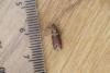 Cryptoblabes bistriga, adult. Waldridge Fell, 05-07-2023. Copyright Christopher Blakey.