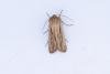 Shoulder-striped Wainscot (Leucania comma), adult. Waldridge Fell, 05-07-2023. Copyright Christopher Blakey.