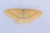 Clay Triple-lines (Cyclophora linearia), adult. Waldridge Fell, 05-07-2023. Copyright Christopher Blakey.