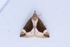 Beautiful Snout (Hypena crassalis), adult, female. Waldridge Fell, 05-07-2023. Copyright Christopher Blakey.